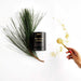 TEELIXEIR Pine Pollen Powder (7024215883976)