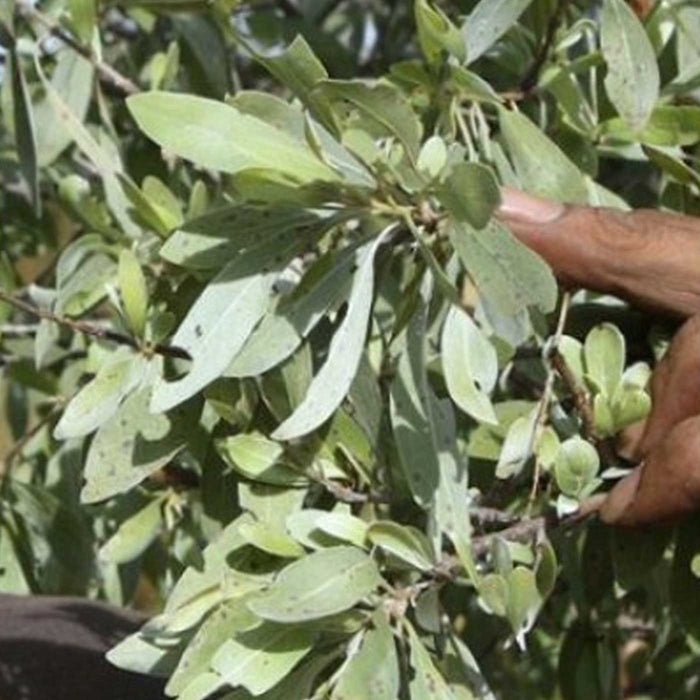 Loving Earth Jilungin Dreaming Tea — Wicked NRG Supplements & Nutrition