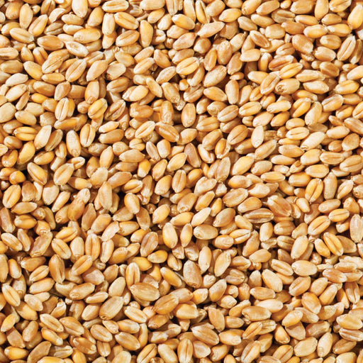 Honest to Goodness Organic Wheat Grain