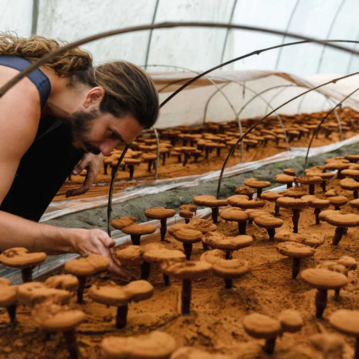 Superfeast Mason's Mushrooms Mason with mushrooms in shed